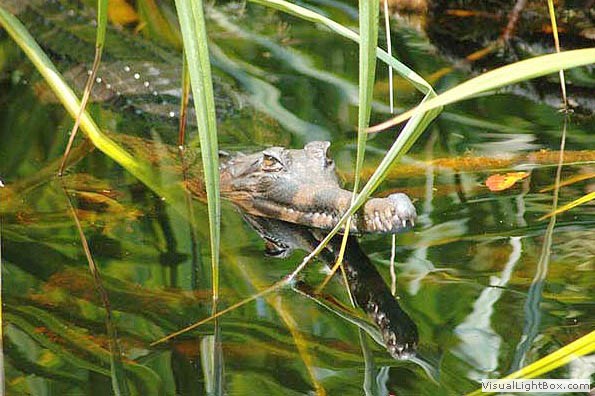 Borneo Crocodile