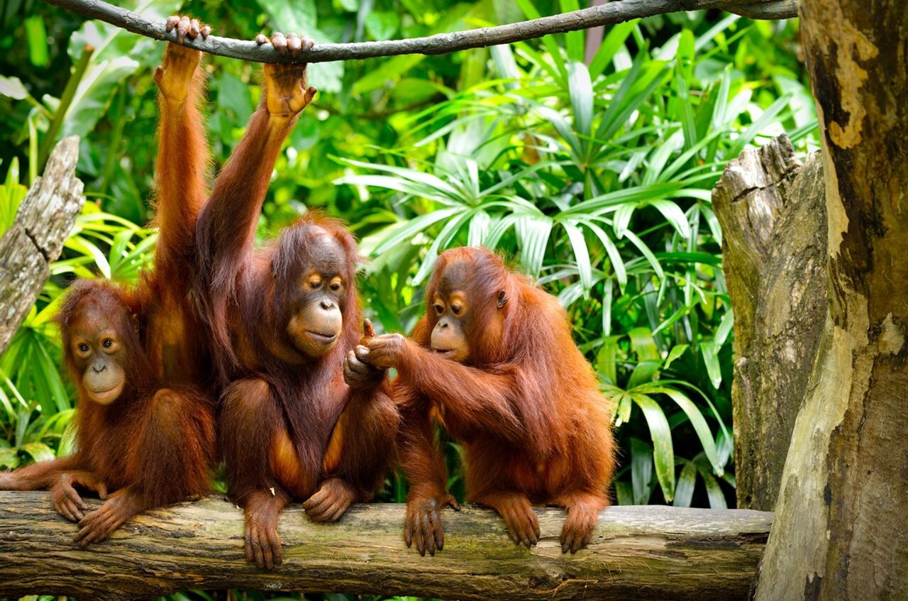 Our closest relative — orangutans share 97% of human DNA.