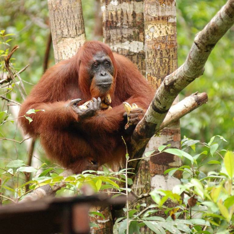 Kerabat terdekat kita di kerajaan satwa.