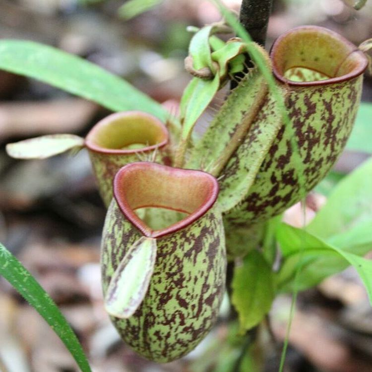 Di bawah kelambu, mendengarkan suara hutan hujan.