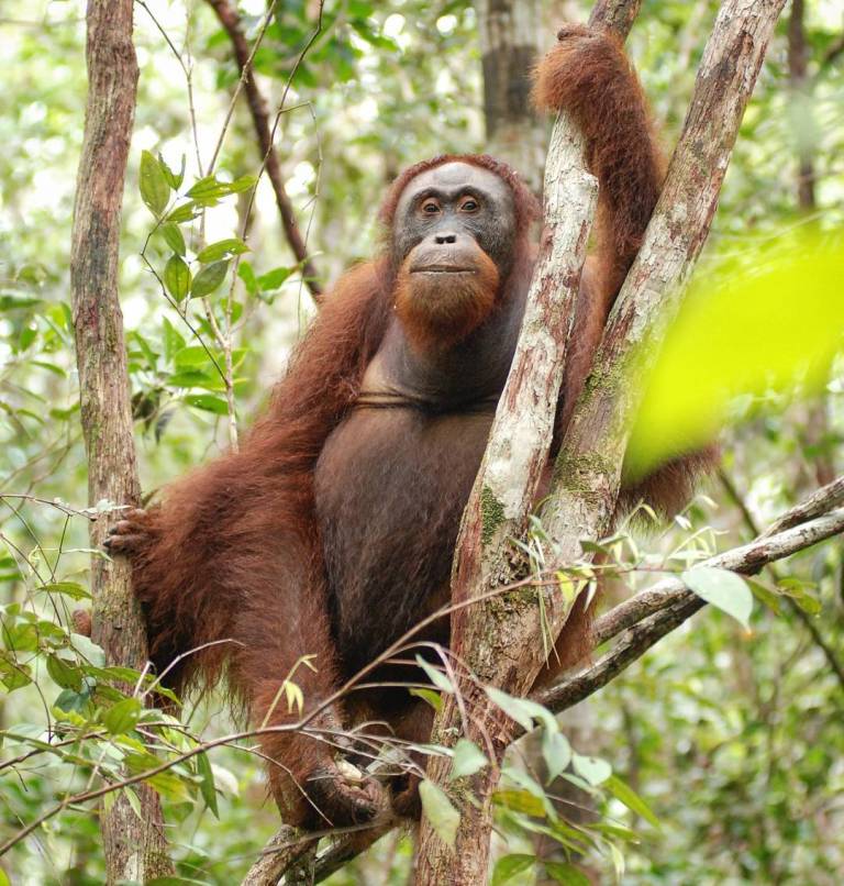Menyusuri Sungai Sekonyer dengan cara tradisional.