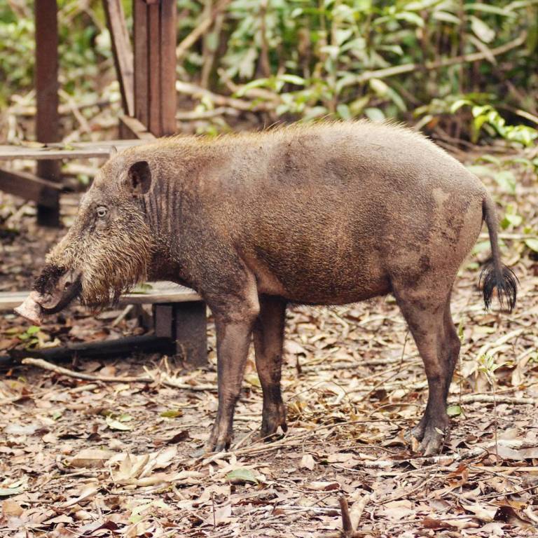 Sesekali terlihat berjemur di tepi Sungai Sekonyer.