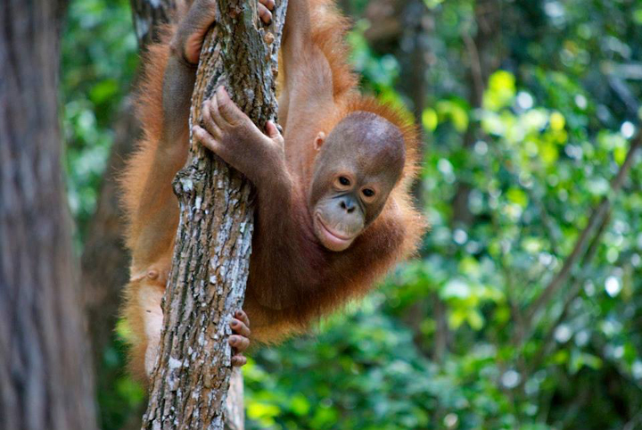 Monyet endemik dengan hidung panjang yang khas.