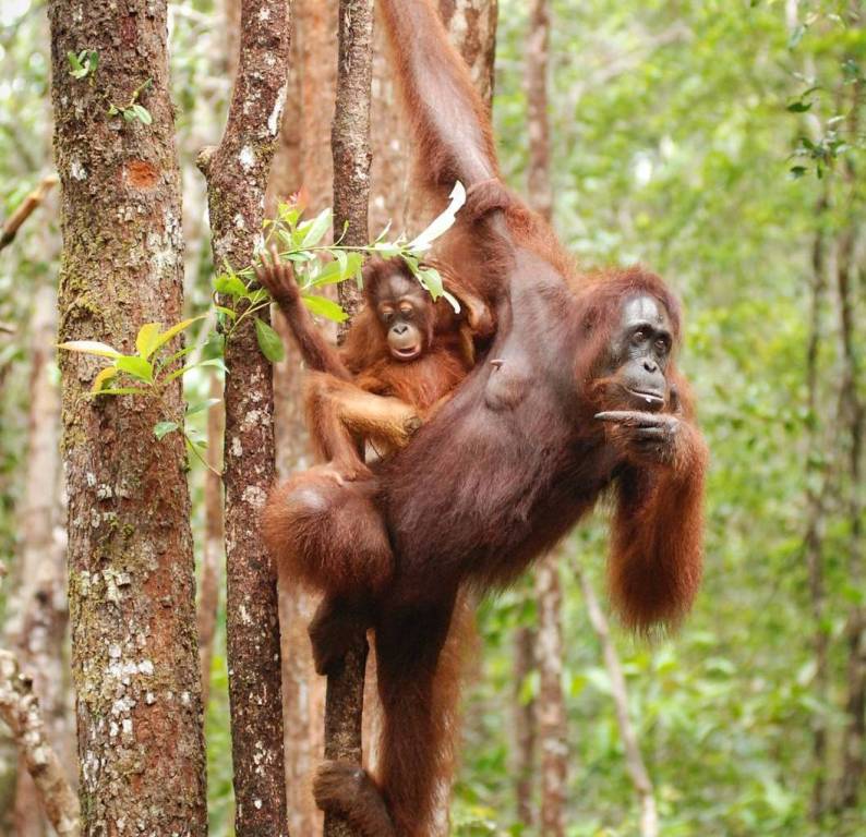 Orangutan berbagi 97% DNA manusia.