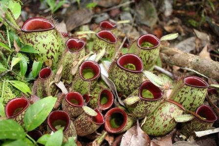 Nepenthes pitcher plants thriving in the rainforest floor.