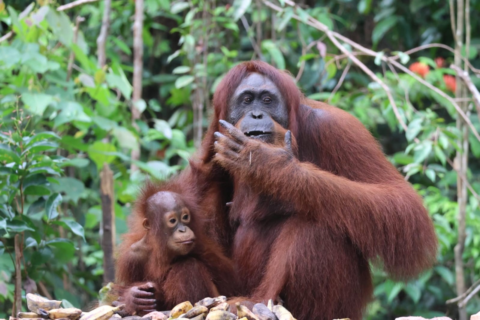 A tender moment - orangutan mother and her infant at the feeding platform in Camp Leakey.