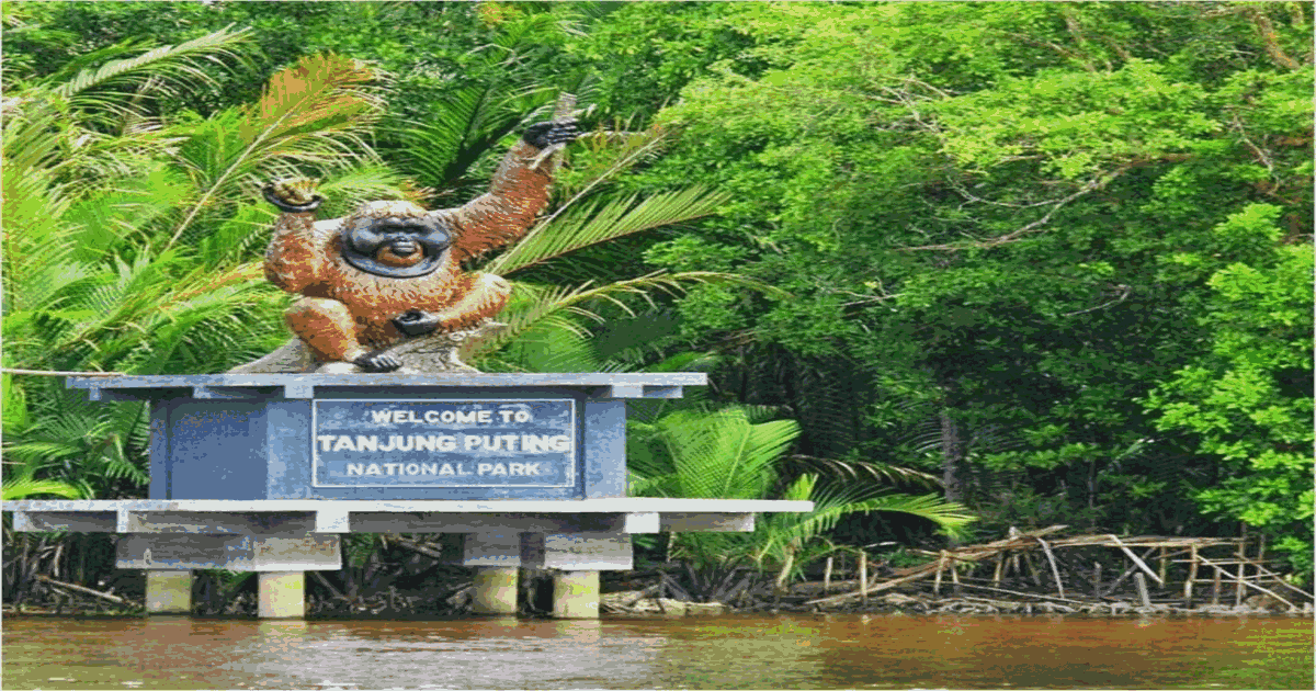 Orangutan Tour 4D/3N