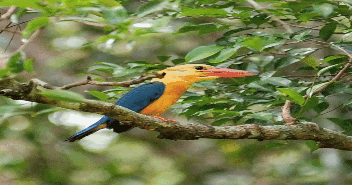 Wildlife & Birdwatching